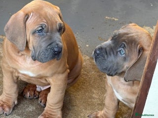 Boerboel dogs QUALITY NABBR REGISTERED PUPS! - Advert 1
