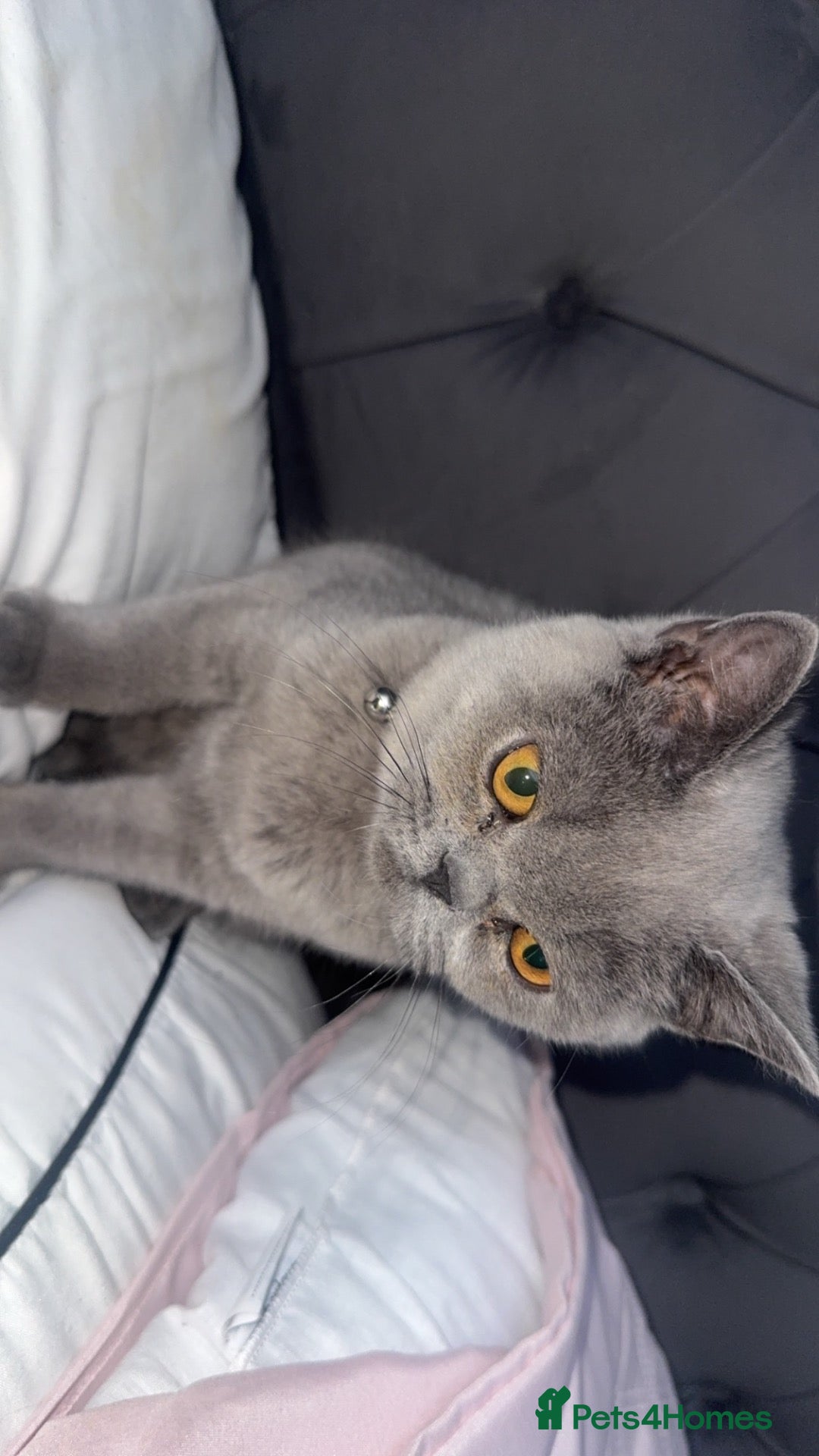 British Shorthair cats British Shorthair Kitten  - Advert 1