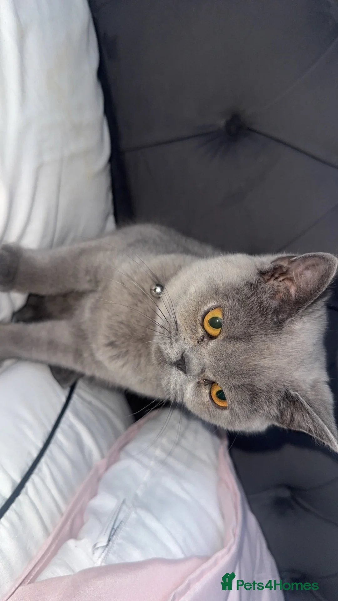 British Shorthair cats for sale: British Shorthair Kitten  in Derby - Advert 1