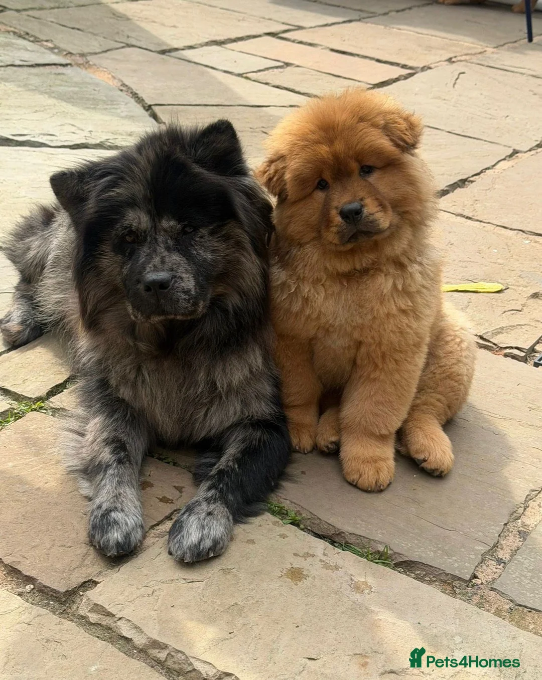 Chow Chow dogs for sale: Beautiful 17week old ChowChow puppy needs new home - Advert 2
