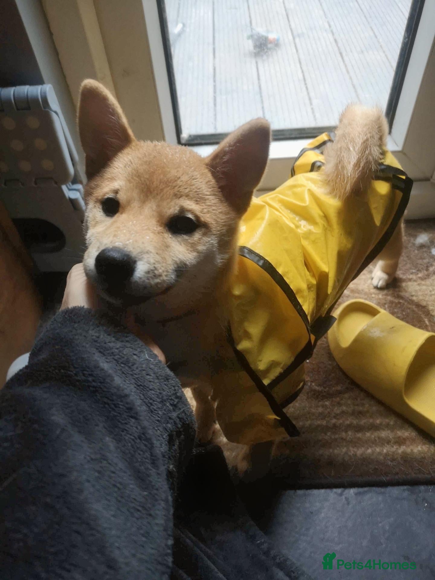 Japanese Shiba Inu dogs for sale: 1 KC girl shiba pup looking for her home. - Advert 10
