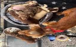 Cocker Spaniel dogs for sale: ❤️Gorgeous, Happy, Healthy, Spaniel babies 💙 - Image 5