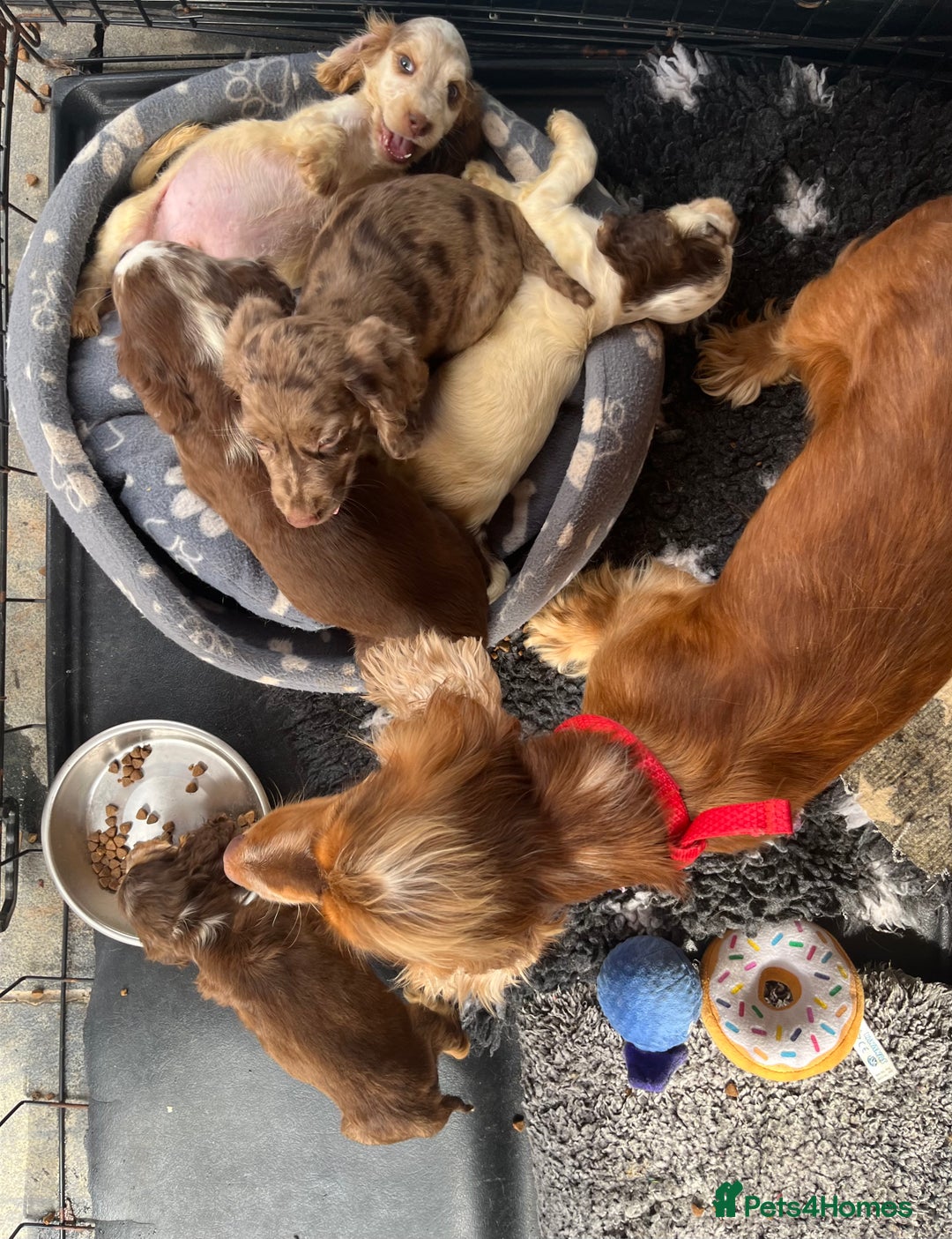 Cocker Spaniel dogs for sale: ❤️Gorgeous, Happy, Healthy, Spaniel babies 💙 - Image 5