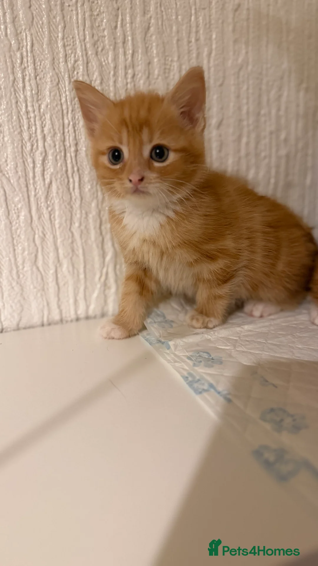 Mixed Breed cats for sale: Briths shorthair x ragdoll  - Advert 2