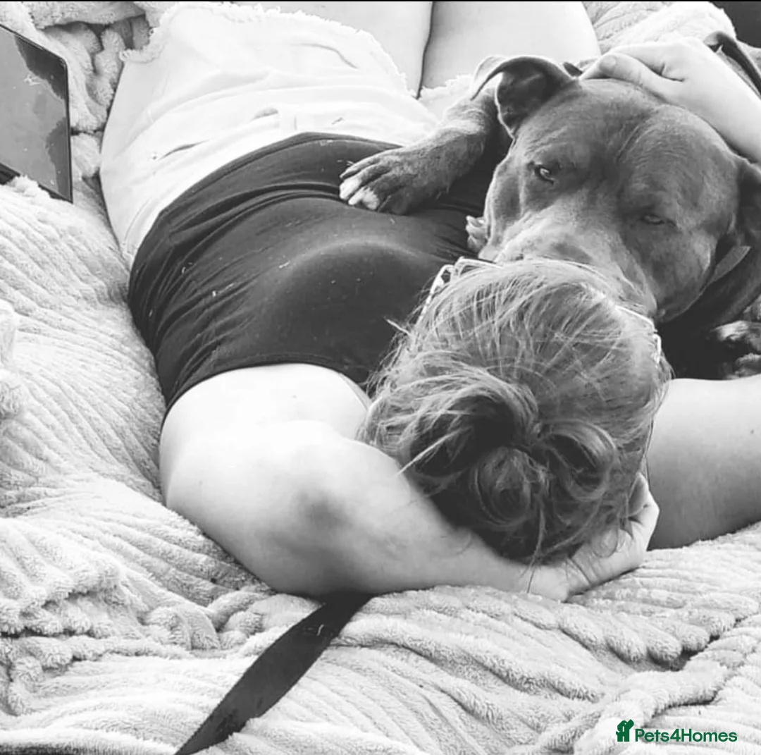 Staffordshire Bull Terrier dogs for stud: 💙 EXPERIENCED 50+ BLUE STUD in Erith - Advert 9