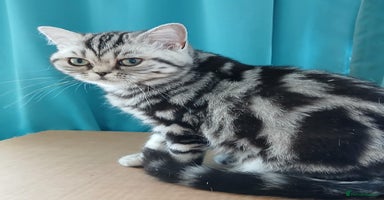 British Shorthair cats - Advert 7