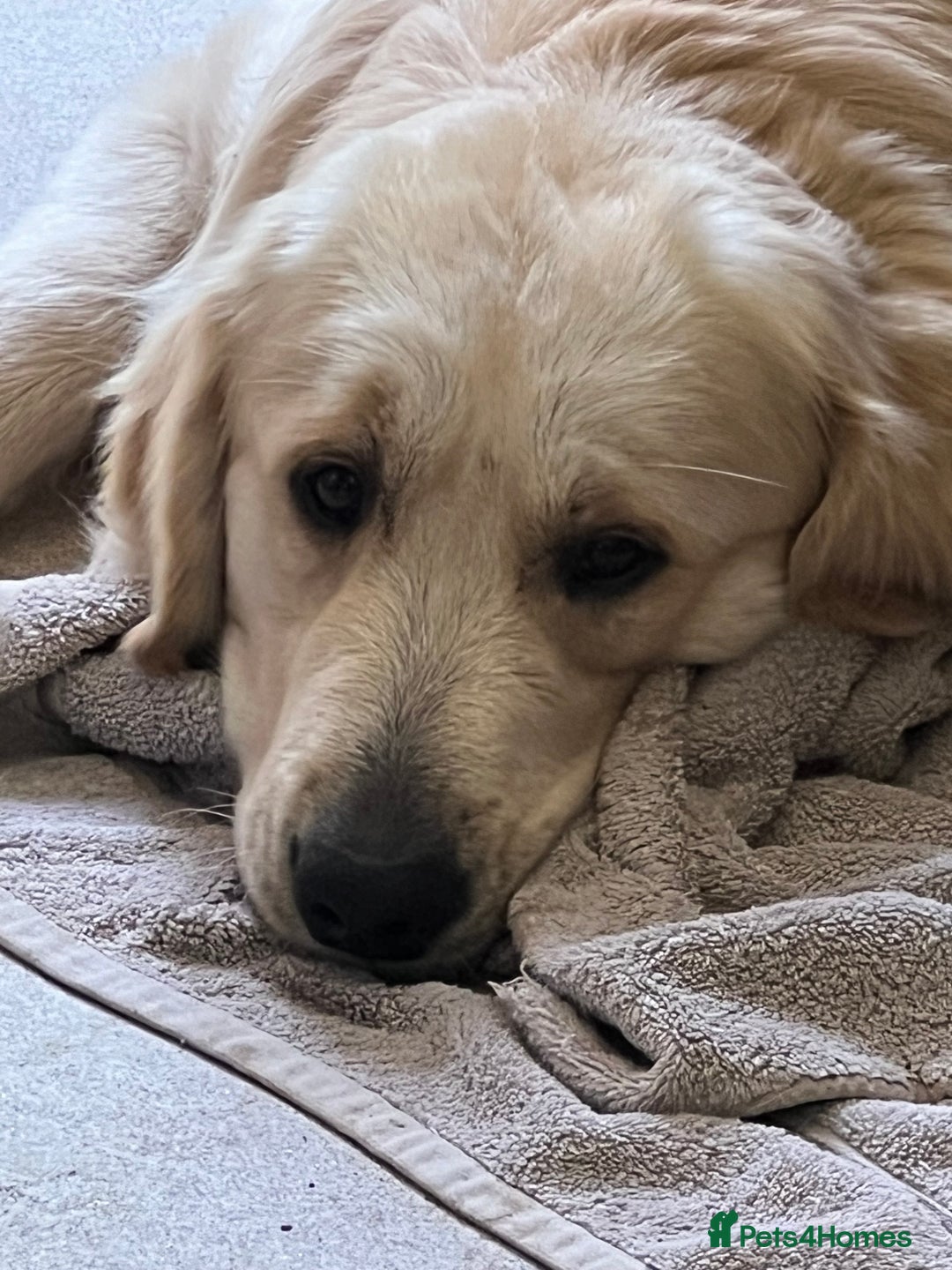 Golden Retriever dogs for stud: Golden Retriever for stud in Thirsk - Image 2