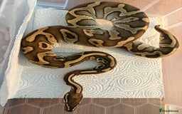 Python Snake reptiles for sale: Royal pythons for sale  - Image 2