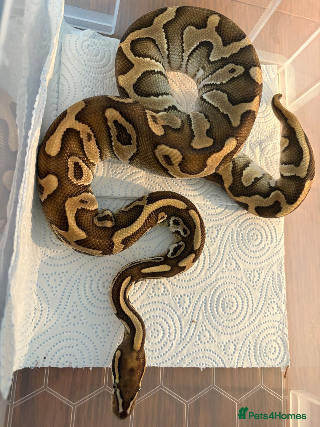 Python Snake reptiles for sale: Royal pythons for sale  - Image 2