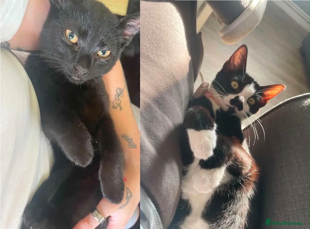 Mixed Breed cats for sale: 2 cats - Advert 1