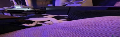Mixed Breed 2