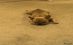 French Bulldog dogs for sale: Reggie - French bulldog  - Image 2