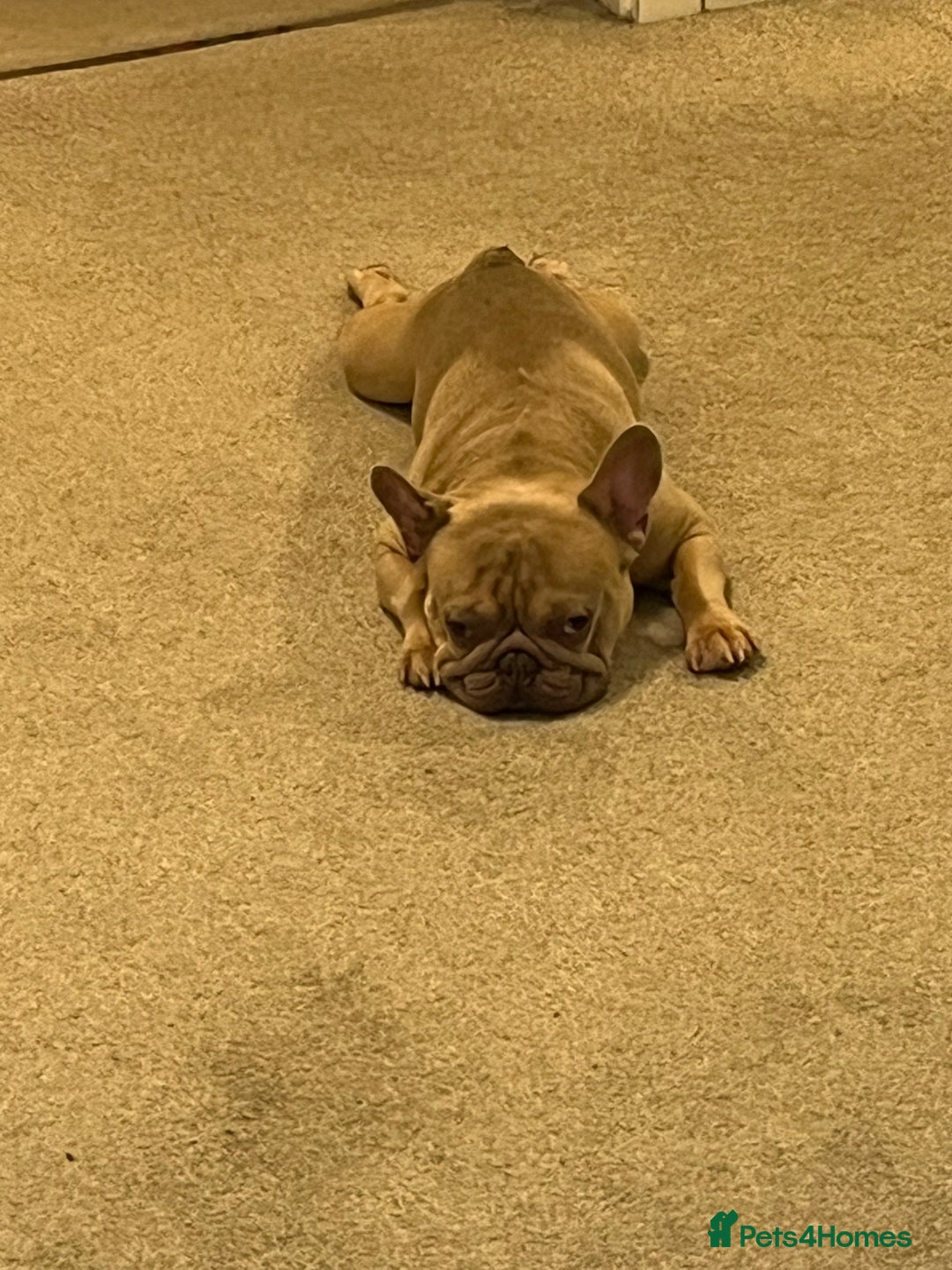 French Bulldog dogs for sale: Reggie - French bulldog  - Image 2