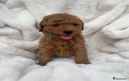 Australian Labradoodle dogs for sale: Mini Australian Labradoodles - Image 5