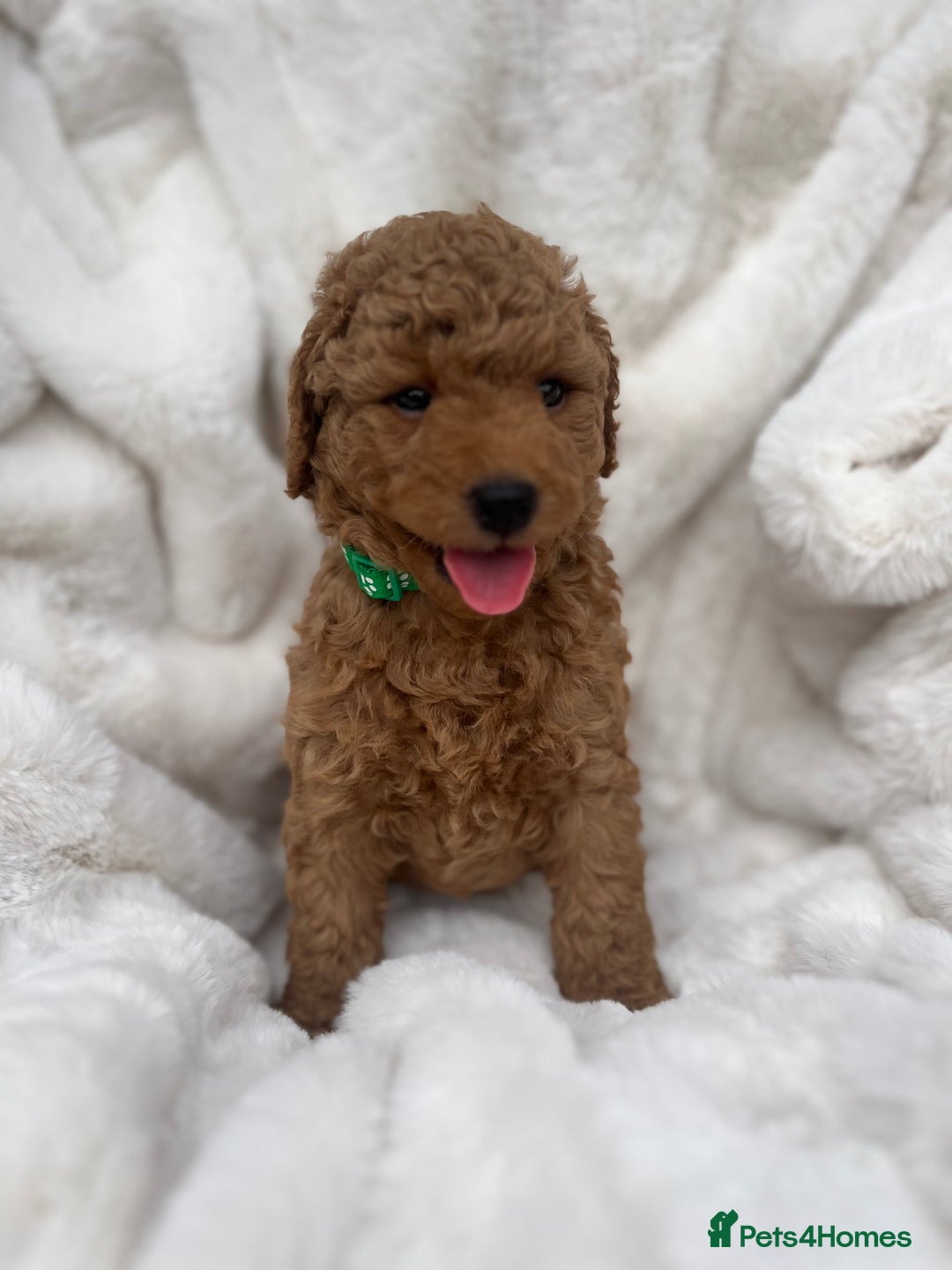 Australian Labradoodle dogs for sale: Mini Australian Labradoodles - Image 5