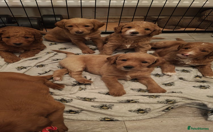 Mixed Breed dogs - Advert 12