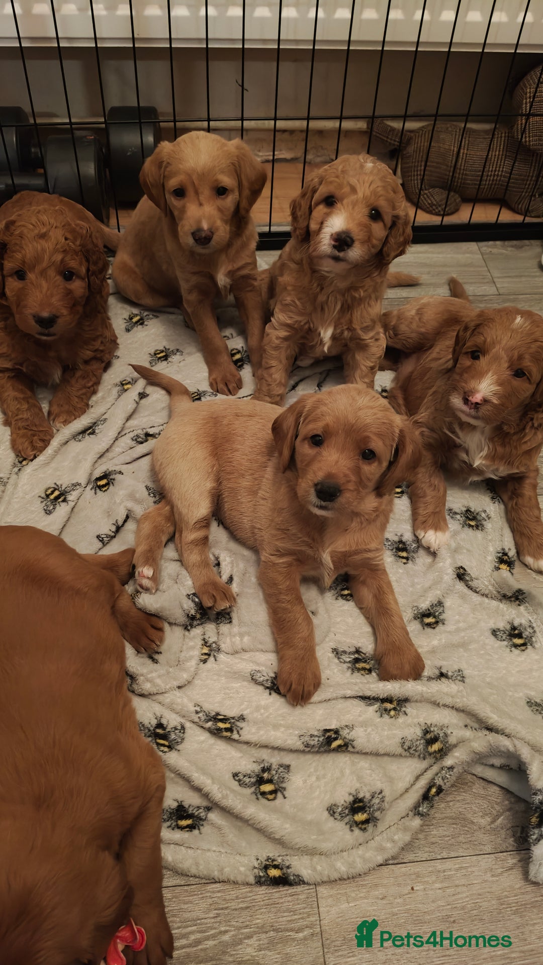 Mixed Breed dogs for sale: ✨Health Tested Australian Labradoodles ✨ - Image 7