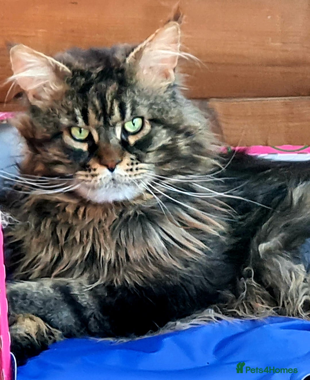Maine Coon cats for sale: Mainecoon Kittens available  - Image 6