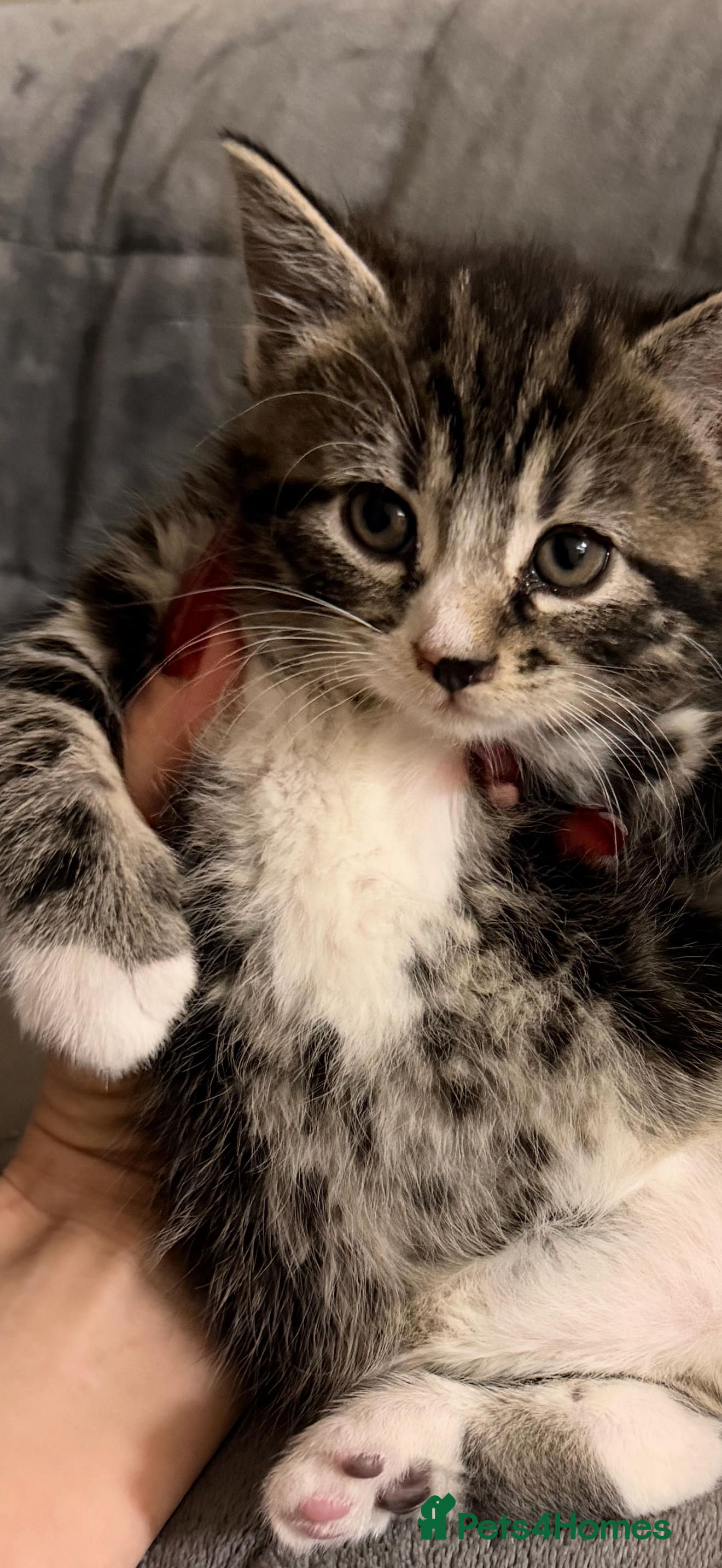 British Shorthair cats Mixed breed Bengal Kittens, Ready Today! - Advert 2