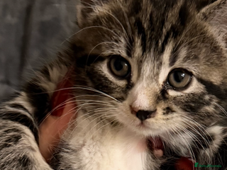 British Shorthair cats Mixed breed Bengal Kittens, Ready Today! - Advert 2