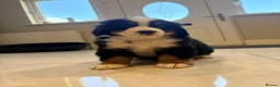 Bernese Mountain Dog dogs for sale: Bernese mountain puppies - Advert 1