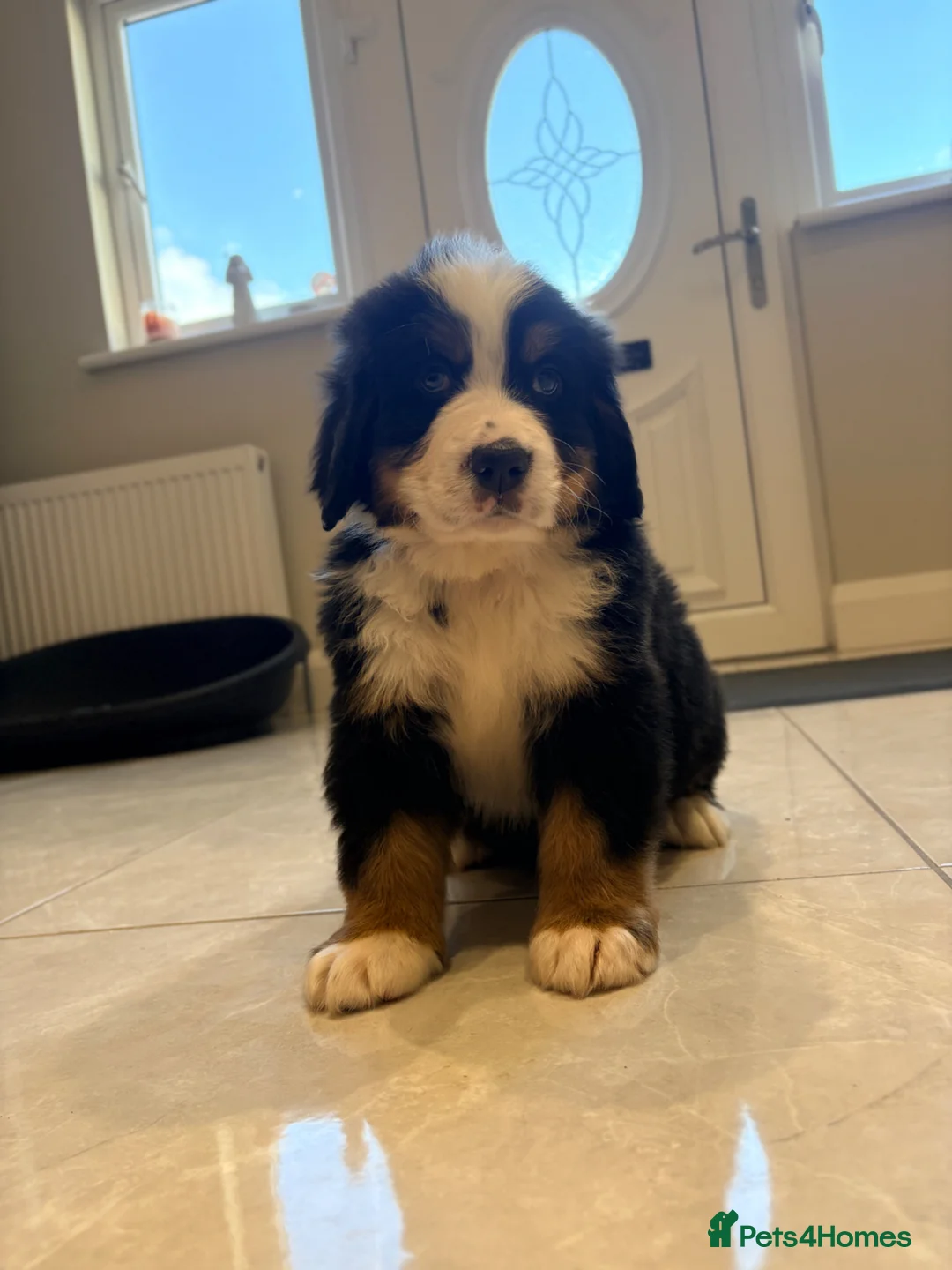 Bernese Mountain Dog dogs for sale: Bernese mountain puppies - Advert 1