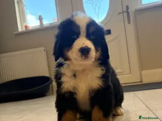 Bernese Mountain Dog dogs Bernese mountain puppies - Advert 4