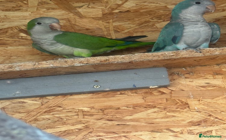 Parakeets birds - Advert 1