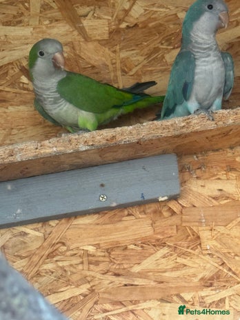 Parakeets birds - Advert 1