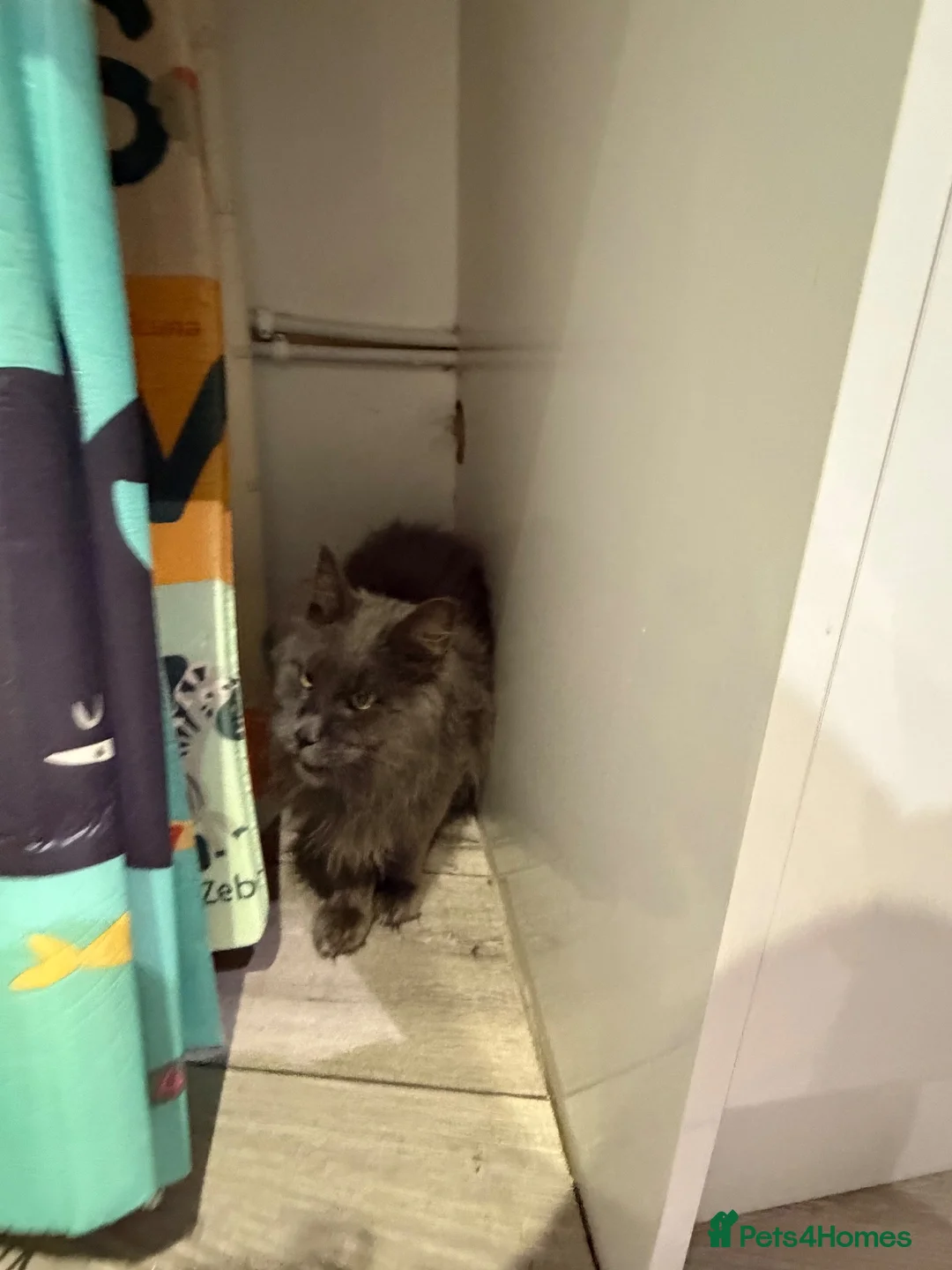 Maine Coon cats for sale: Proven TICA Active Blue Maine Coon Stud Goose � - Advert 8