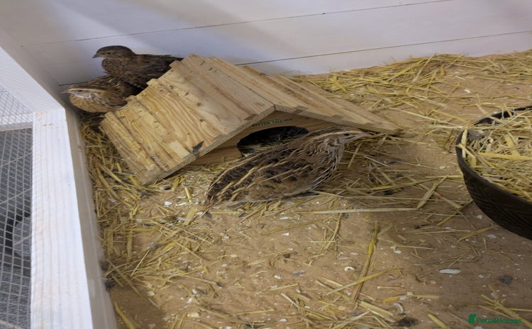 Quail poultry - Advert 11