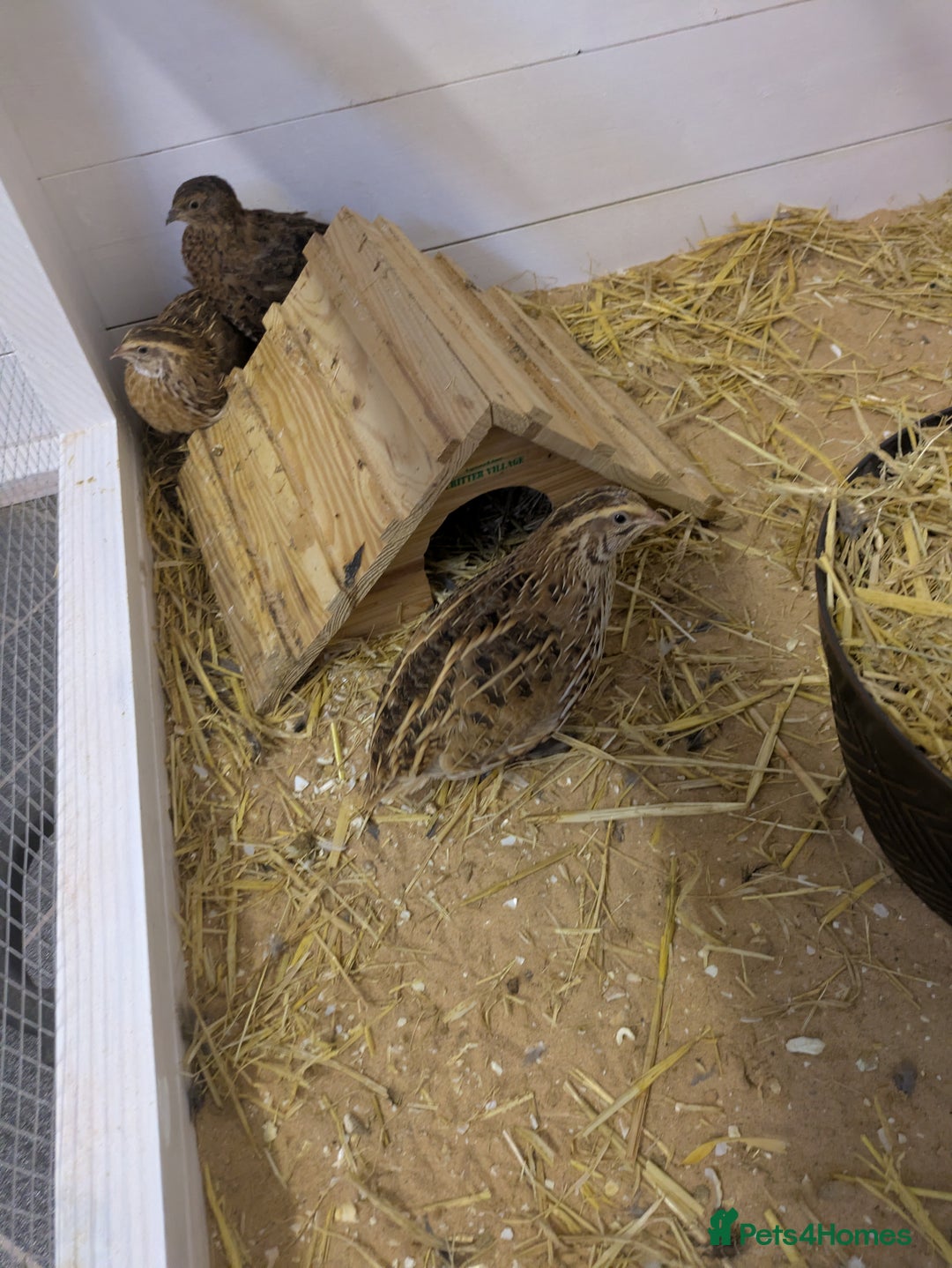Quail poultry for sale: 5 Japanese quail  - Image 1
