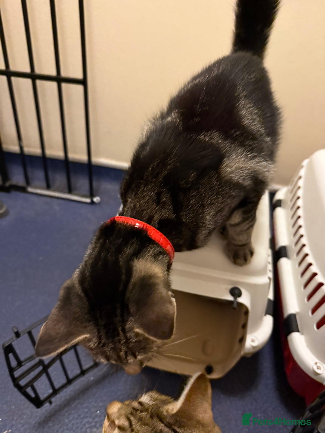 British Shorthair cats for sale: Taz & Tigger  - Advert 7