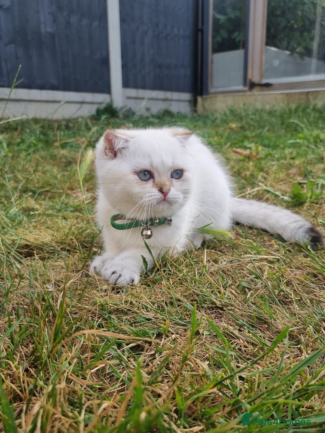 Scottish Fold cats for sale: Scotish Fold - Image 5