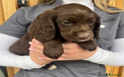 Cocker Spaniel dogs for sale: 3 Female cocker spaniel pups ready to leave now!! - Image 3