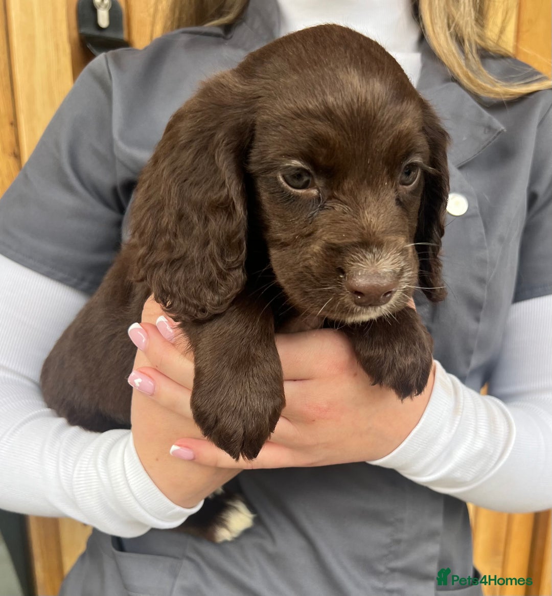 Cocker Spaniel dogs for sale: 3 Female cocker spaniel pups ready to leave now!! - Image 3