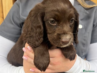 Cocker Spaniel dogs - Advert 2