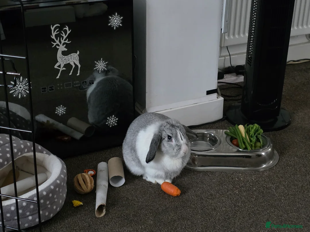 Mini Lop rabbits for sale: Miss Floppy - Advert 5