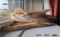 Maine Coon cats for sale: Active female maincoon - Image 2