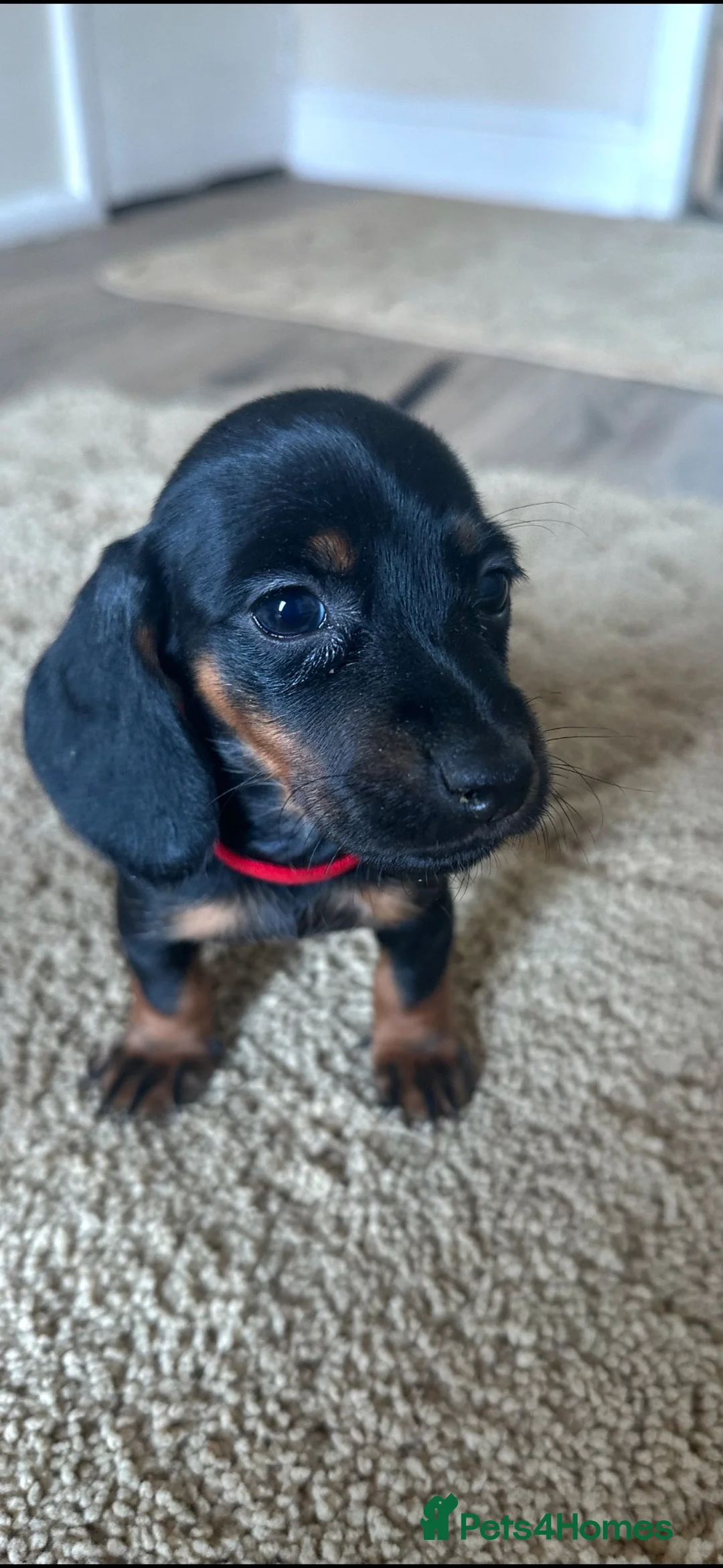 Dachshund dogs for sale: 2 Beautiful Dachshund Puppies Left - Advert 2