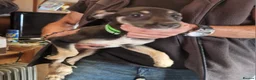 Mixed Breed dogs for sale: Beautiful lurcher puppies  in Rochford - Advert 4