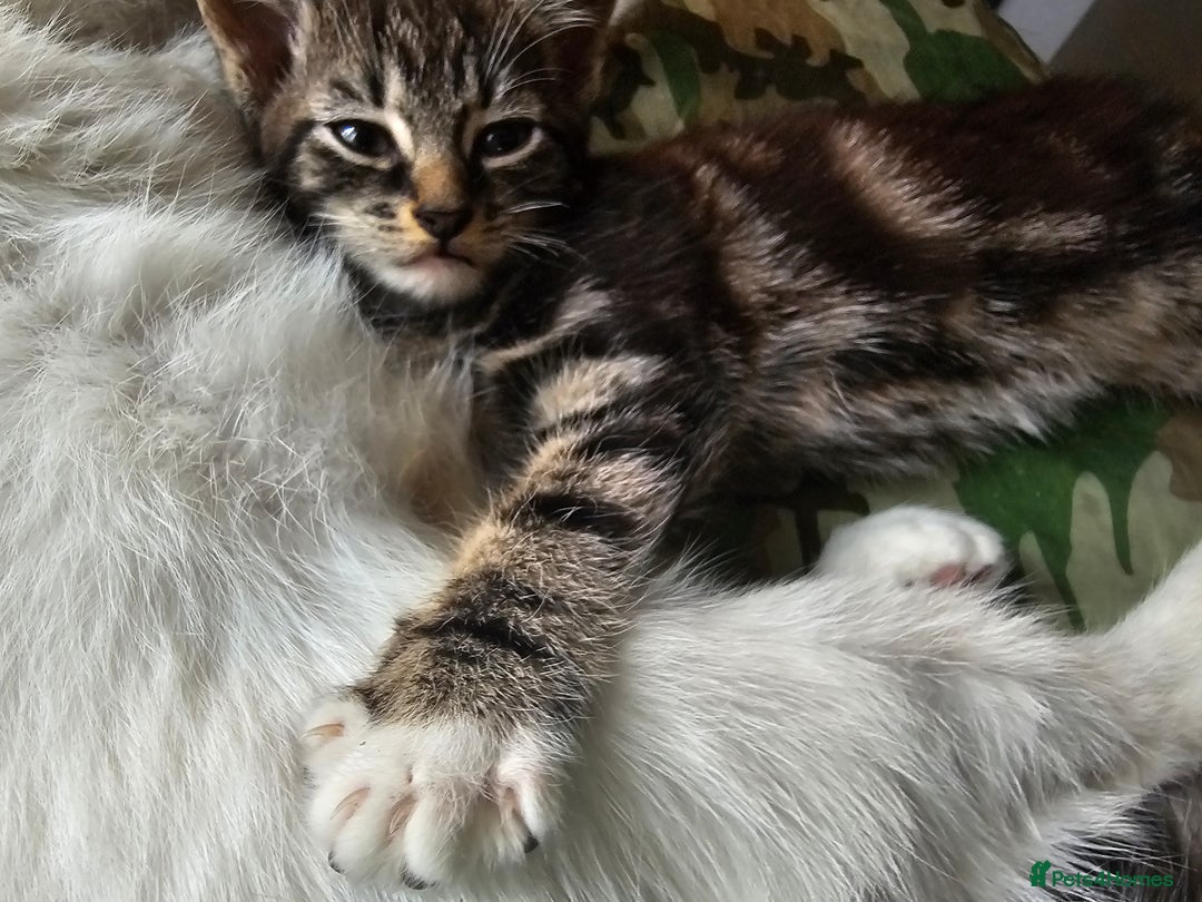 Mixed Breed cats for sale: Cute male kitten looking for a loving home - Image 4