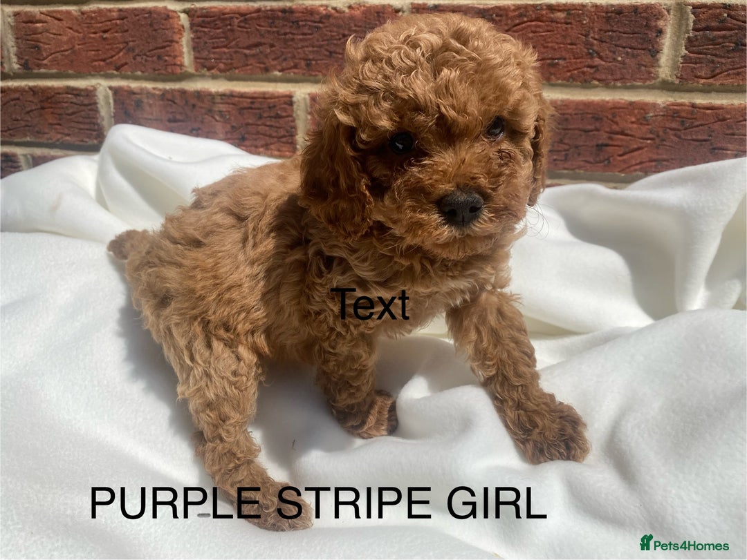 Cavapoo dogs for sale: Extensively DNA 200 tests BVA heart/eyes clear  - Image 12