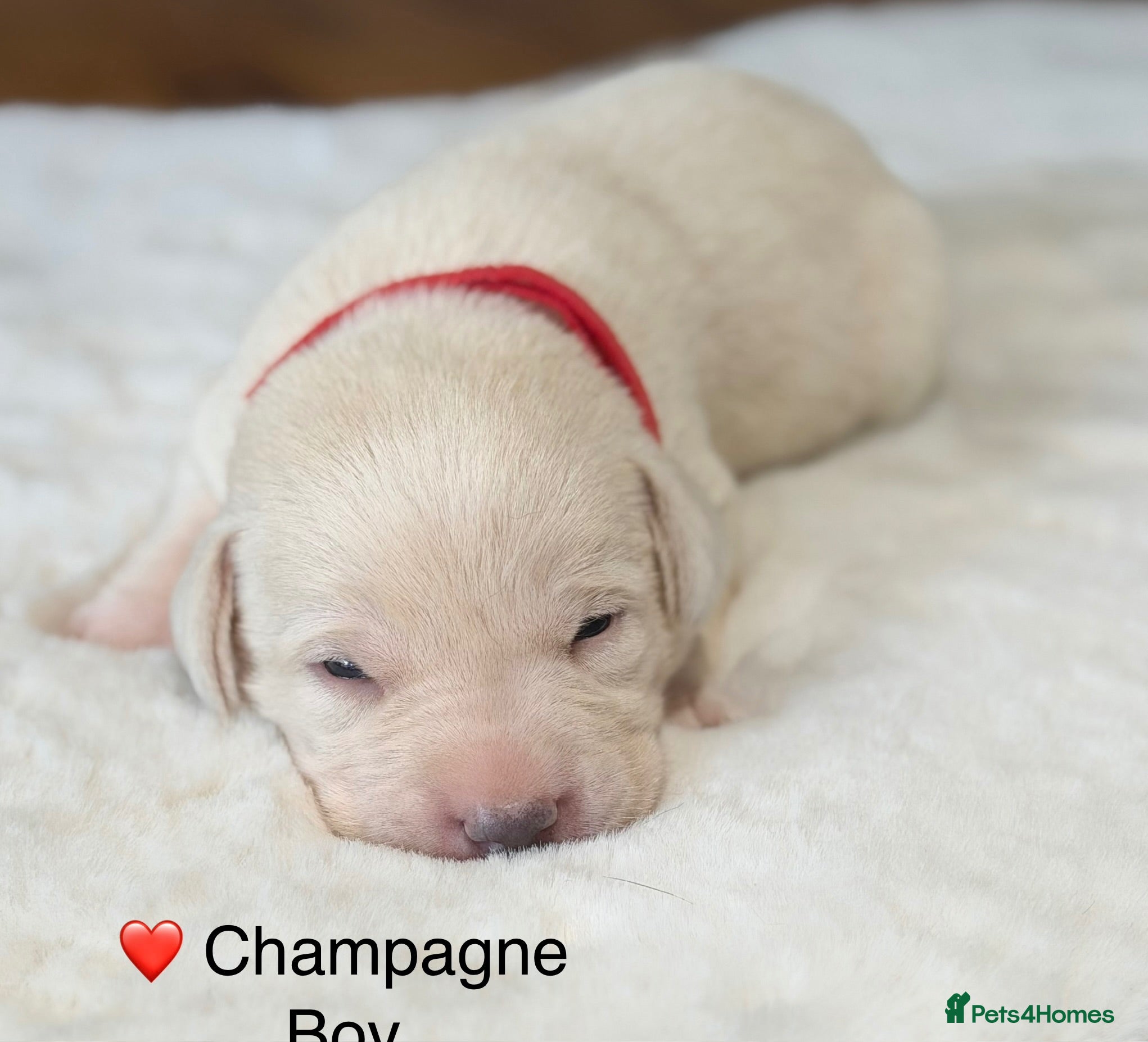 Labrador Retriever dogs Stunning Silver Charcoal Champagne Labrador pups - Advert 1
