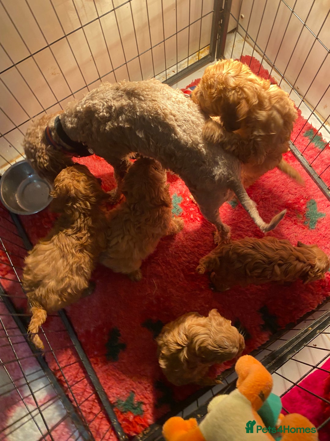Cavapoo dogs for sale: F1 cavapoo puppys girls and boys  - Advert 13