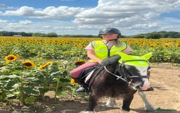 Irish Cob horses for sale: Fantastic first pony - Image 12