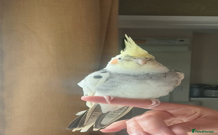 Cockatiels birds - Advert 1