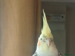 Cockatiels birds - Advert 4