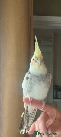Cockatiels birds - Advert 1