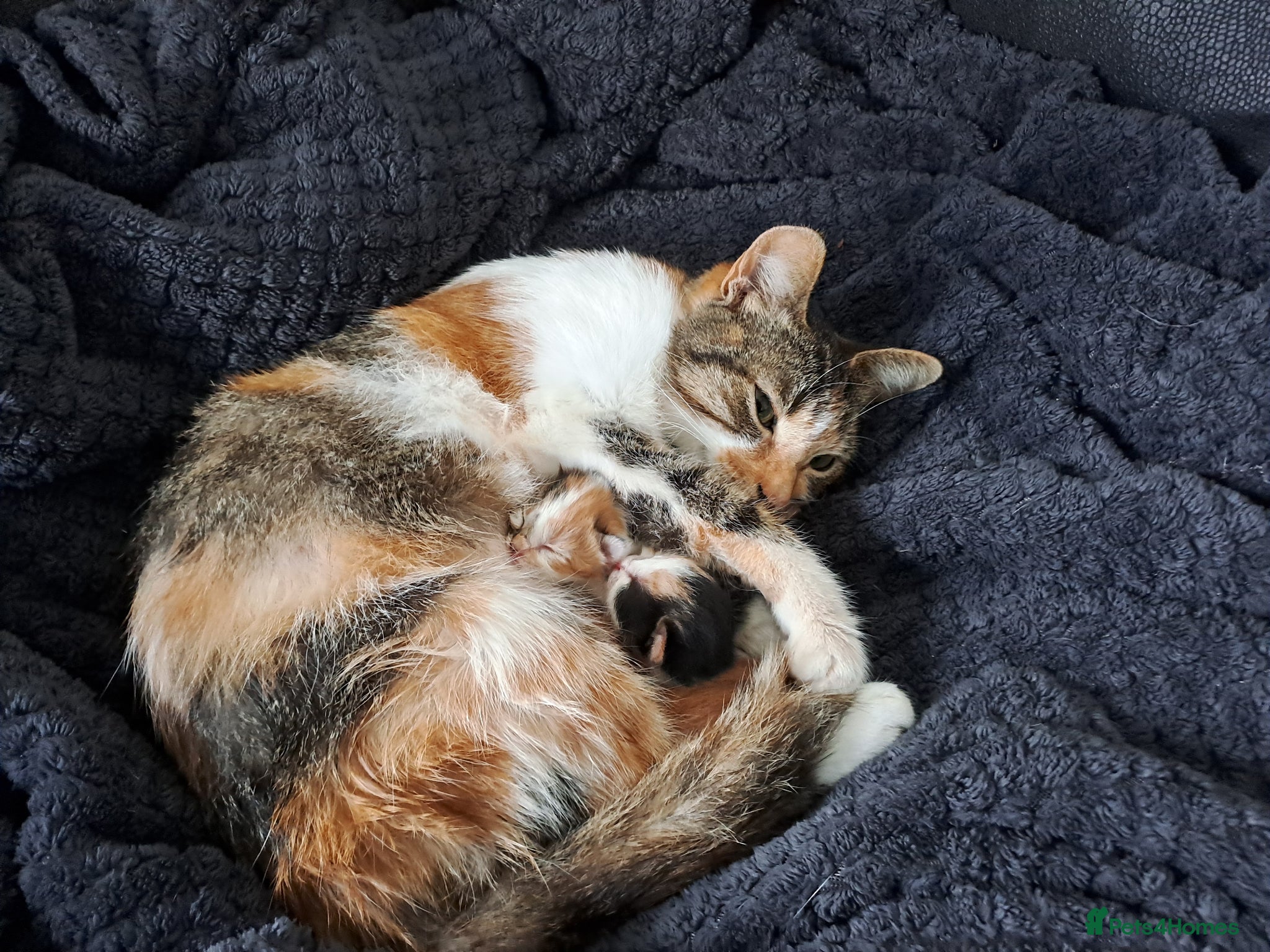 Mixed Breed cats 4 kittens ready for new homes - Advert 1